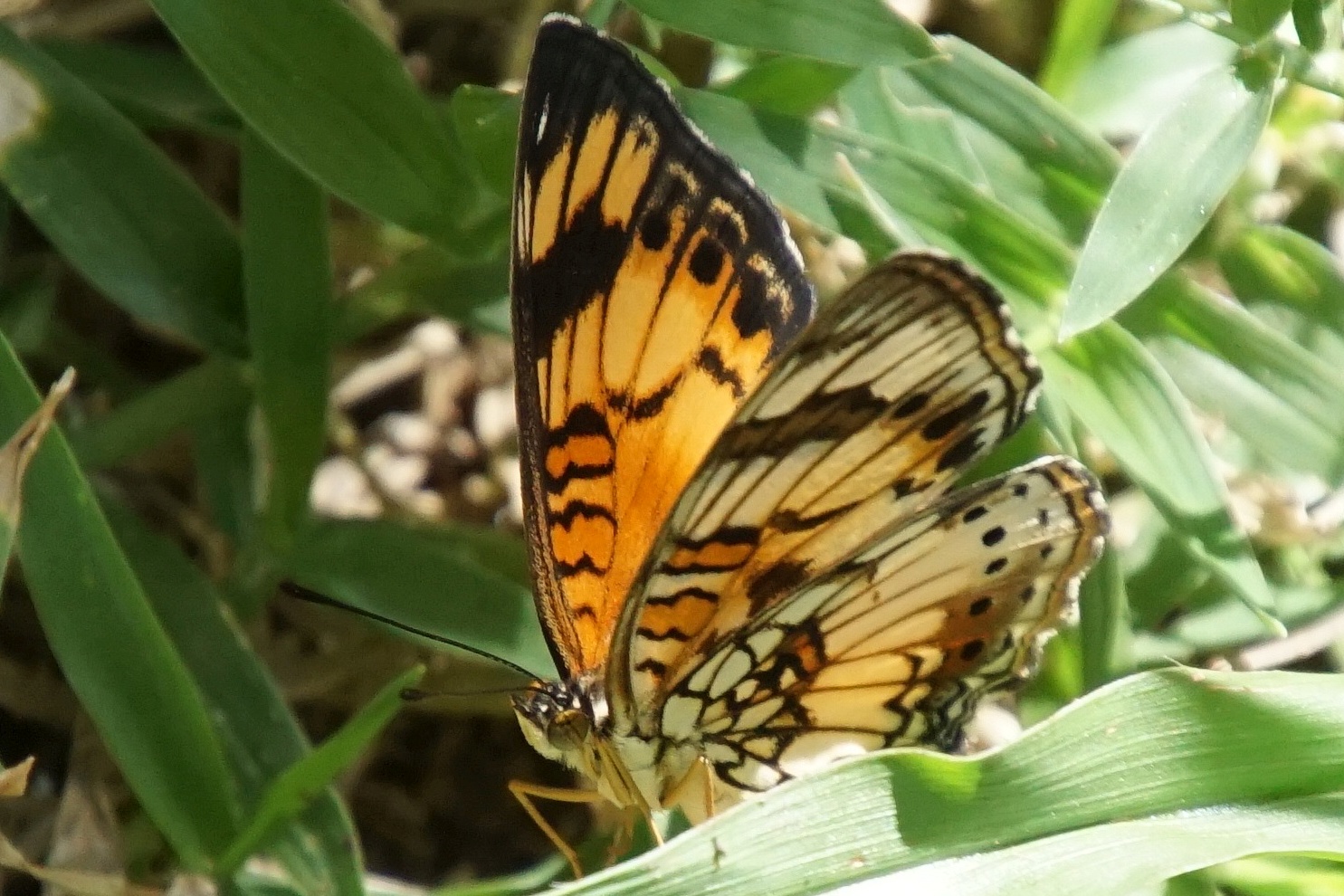 Pseudosphex polistes - Kleiner Commodore-Schmetterling